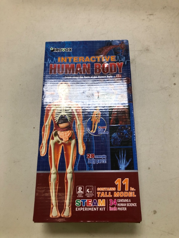 Photo 1 of Rovox Human Anatomy Model - Removable Skeleton & Torso for Kids & Teens - 30 Piece Full Anatomy Set - 11 Inches Tall