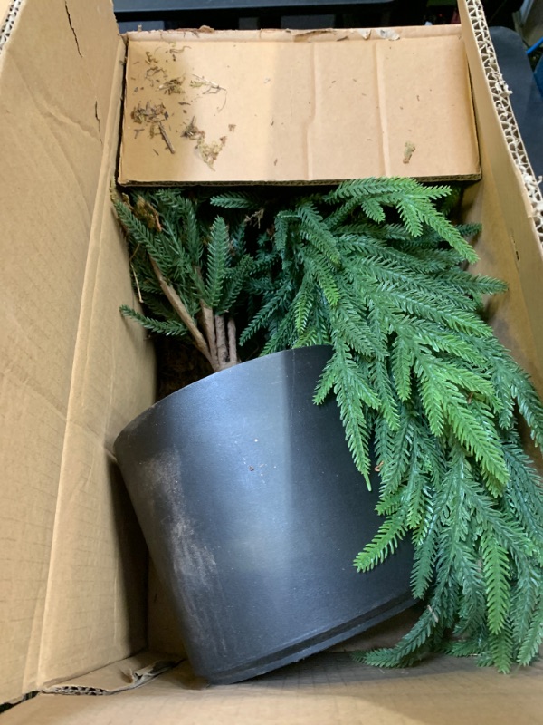 Photo 1 of Artificial Norfolk Pine Christmas Tree - 4Ft Realistic Faux Christmas Tree for Home Indoor Outdoor Christmas Decorations