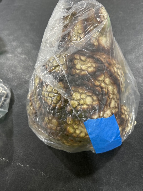 Photo 1 of Nicky Bigs Novelties Realistic Giant Green Witch Toad Halloween Prop 10” Latex Frog Statue for Haunted Indoor Outdoor Decor Creepy Garden Ornament Shelf Accent Gag Gift Spooky Decoration