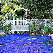 Photo 1 of 20000+ Magic Blue Creeping Thyme Seeds for Planting Ground Cover Plants Heirloom Flowers Perennial Thyme Non-GMO Thymus Serpyllum Seed

