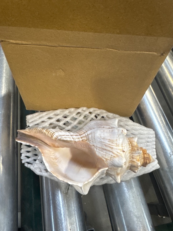 Photo 1 of Giant Natural Conch Shell, Striped Fox Conch Seashell 1 Shell 6-7 inches, Large Sea Shell for Vase Filler, Air Plants, Wedding Decor Beach Theme Party