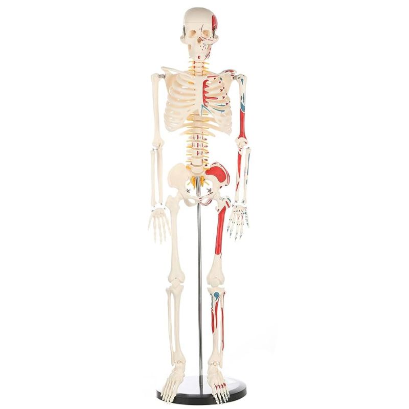 Photo 1 of 33.4 Inch Human Skeleton Model for Anatomy – Skeleton Anatomy Model with Metal Stand, Removable Arms and Legs, Spinal Nerves, and Muscle Insertion and Origin Points for Study