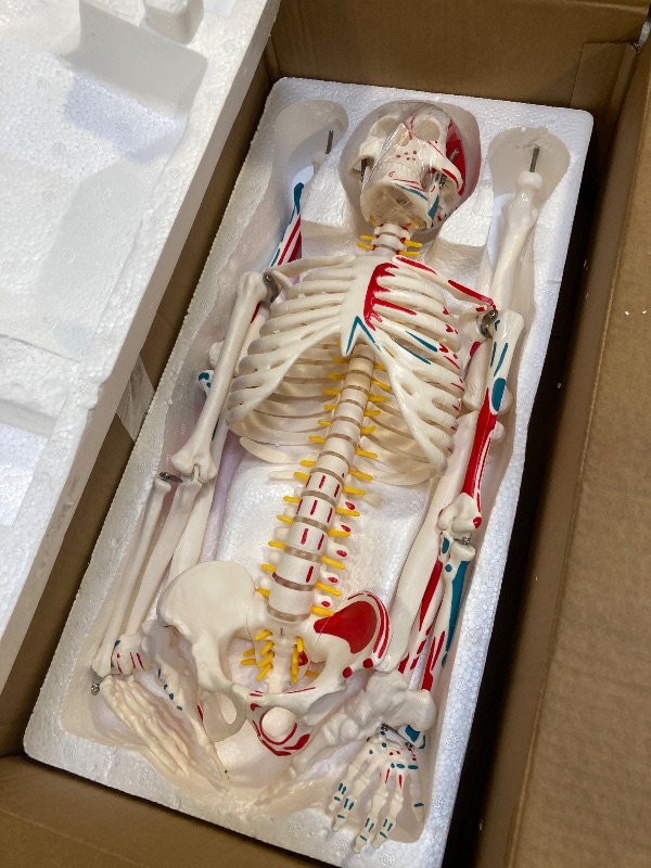 Photo 1 of 33.4 Inch Human Skeleton Model for Anatomy – Skeleton Anatomy Model with Metal Stand, Removable Arms and Legs, Spinal Nerves, and Muscle Insertion and Origin Points for Study