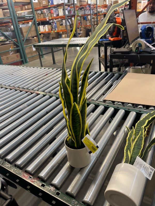 Photo 1 of small fake house plant 
