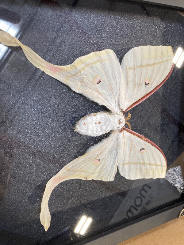 Photo 1 of VINADECOR Real Butterfly Luna Moth Black Frame Shadow Box Dried Insect Lover Taxidermy Dead Bug Taxadermy Specimen Entomology Display Wall Hanging Decor Decoration K22-33-DE