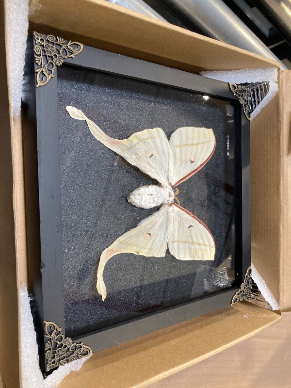 Photo 1 of VINADECOR Real Butterfly Luna Moth Black Frame Shadow Box Dried Insect Lover Taxidermy Dead Bug Taxadermy Specimen Entomology Display Wall Hanging Decor Decoration K22-33-DE
