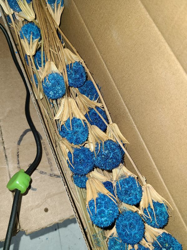 Photo 1 of 40 Pcs Natural Blue Dried Thistle Flowers Bouquet, Bulk Dried Craspedia Billy Balls Button Plant, 17'' DIY Floral Arrangements for Home Boho Kitchen Table Wedding Vase Decor