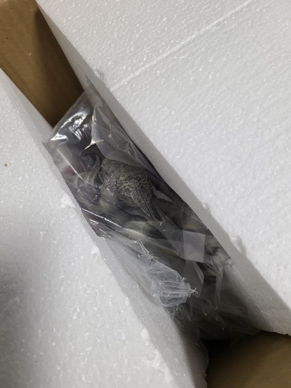 Photo 1 of Spirit Halloween Light-Up Winifred Hocus Pocus Statue