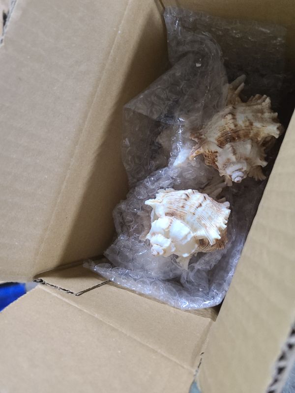 Photo 1 of 4 Pack 4-5 inches Conch Shells for Decorating air Plant Holders Unique Succulent Pot Betta Fish Tank Decorations Aquarium décor Fish House for Aquarium Beach Theme Party (No Plants)