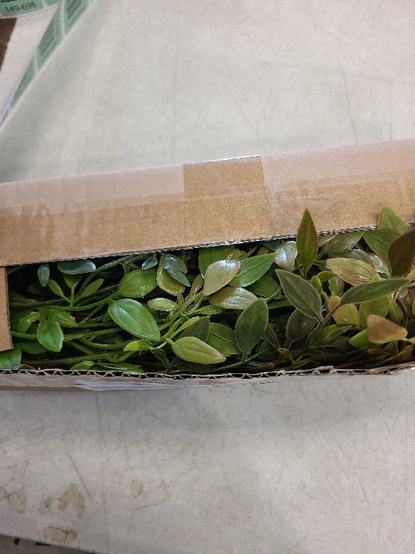 Photo 1 of Uqueeten Greenery Stem Vase with Simulated 43.3 inches Stems and Branches Simulated Eucalyptus Leaves for Indoor Bedroom Living Room Dining Table Outdoor Garden Decoration?4Pcs Orange?