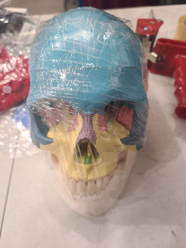 Photo 1 of Annhua Human Colored Skull Model 3-Part Anatomical Skull Model Life Size, Anatomy Didactic Exploded Head Skull Model Colorful for Medical Students, Art Reference and Medical Study