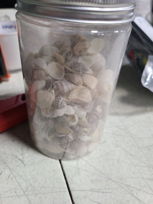 Photo 1 of 1200 PCS Tiny Sea Shells &10 Small Starfish - Mixed Ocean Beach Spiral Seashells for Fish Tank and Vase Filler, Beach Theme Party, Wedding Decor - DIY Craft Supplies