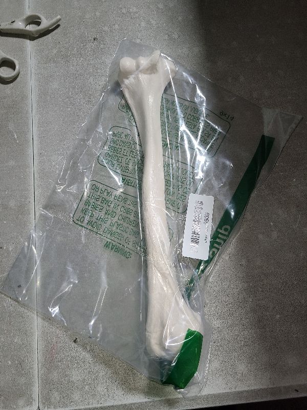 Photo 1 of 3B Scientific A45/1 Humerus - 3B Smart Anatomy