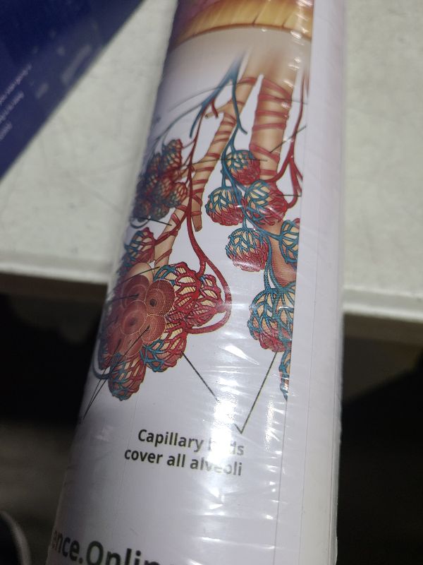 Photo 1 of 12 Human Anatomy Posters - Medical Posters, Circulatory, Skeletal, Male Female Muscular, Lymphatic, Reproductive, Nervous, Digestive, Endocrine, Respiratory Systems, Models, Science Biology Health Poster for Classroom, Office, Laminated - 18x30