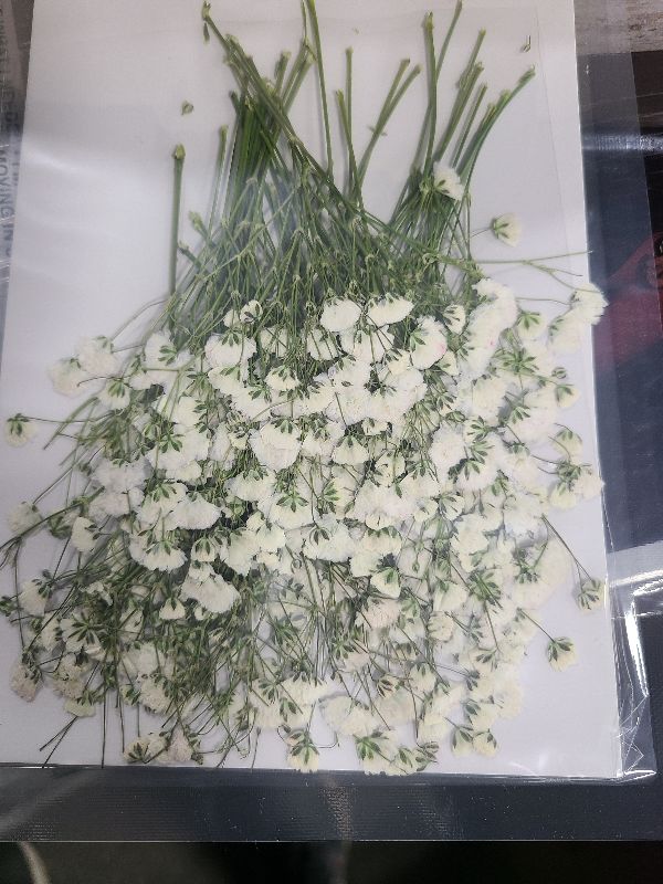 Photo 1 of 300 Pcs Dried Babys Breath Flowers Bulk Ivory White Babys Breath Real Pressed Flowers Natural Gypsophila for Resin Wedding Art Craft DIY Invitations Scrapbooking Card Making