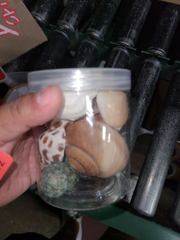 Photo 1 of 12PCS Hermit Crab Shells | Natural Sea Conch Size 1.6"-3.2" | Growth Turbo for Small to Medium and Large Crabs, Saltwater Hermit Crab Supplies and Sea Shell for Beach Decor