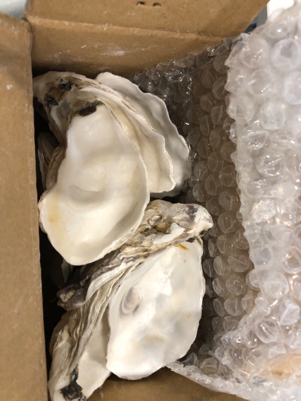 Photo 1 of 10pcs 3-4in Concave Oyster Shells, Oyster Shells for Crafts,Nautical Decor Vase Filler, Shell Bulk for Home Decor, DIY Crafts Sea Shells, Candle Making