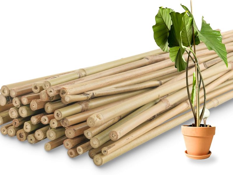 Photo 1 of 10 Bamboo Stakes