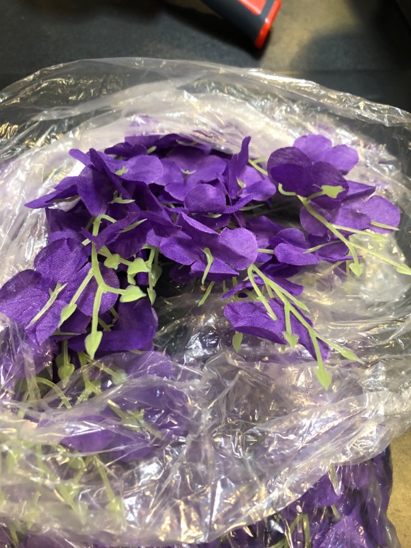 Photo 1 of 12 pak of wisteria flowers