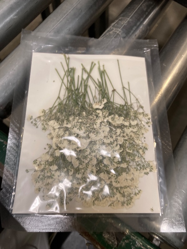 Photo 1 of 24 pcs Mini Four Leaf Clover Real Pressed Dried Flowers for Resin DIY Craft Art Floral Decors - (Size Around 1-2cm)