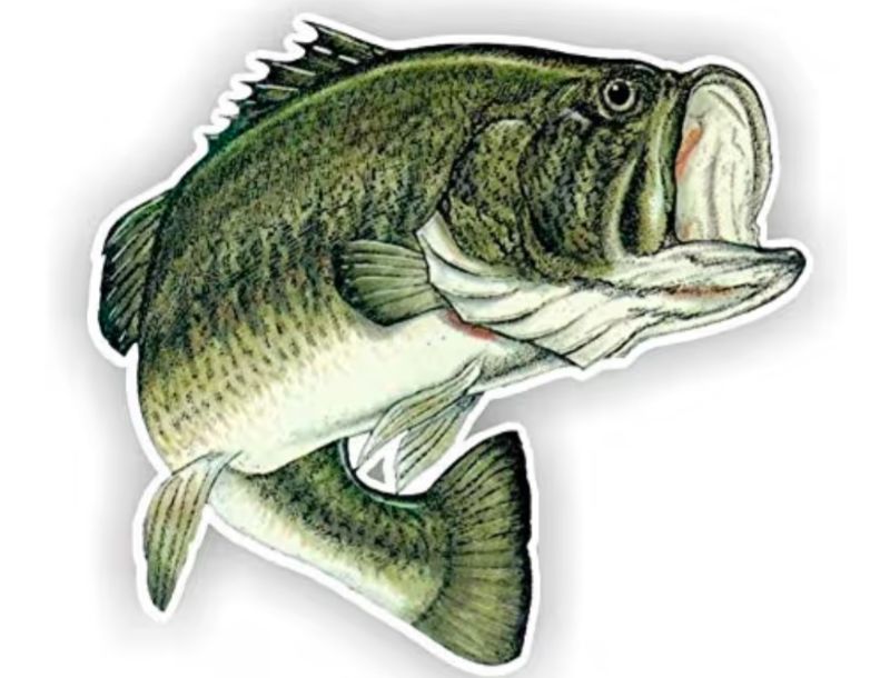 Photo 1 of PACK OF 2 STICKER VINYL LARGEMOUTH BASS FISH 7"