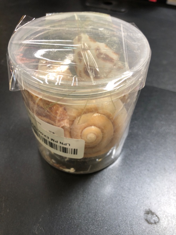 Photo 1 of SEAJIAYI Hermit Crab Shells Turbo Shells 4pcs Assorted Turbo Shells Large Opening Size 1" - 2" Handpicked Hermit Crab House…