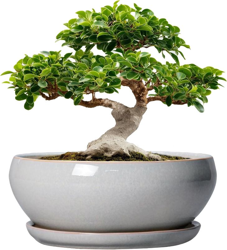 Photo 1 of 12 Inch Bonsai Pots - Large Ceramic Succulent Pots with Drainage Hole and Saucer, Shallow Planter for Indoor Outdoor Plants Flowers, Round Planter Bowl, Garden Decor, Gifts for Women, Gray