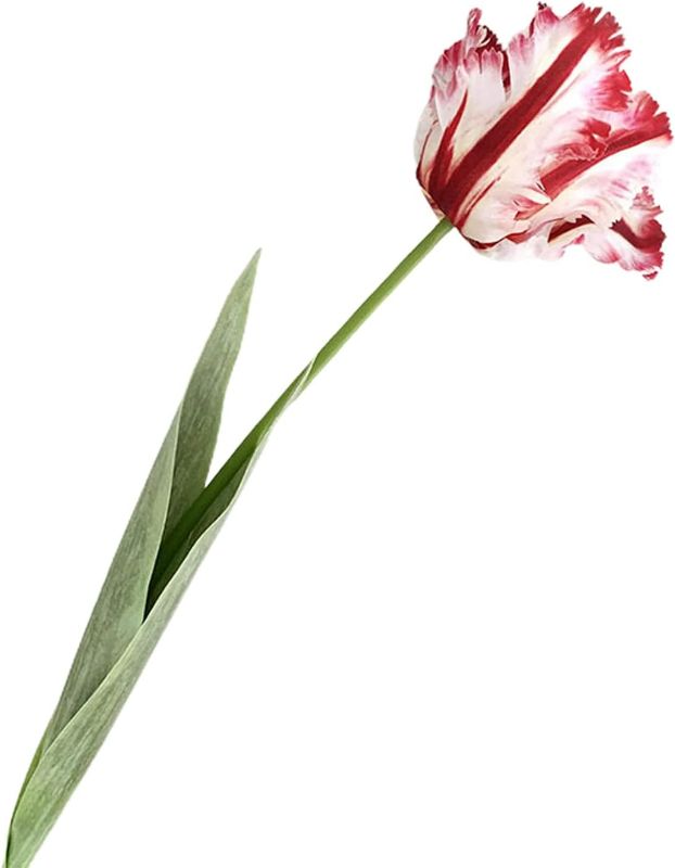 Photo 1 of 5 Pcs Artificial Tulip Flowers Stems, Spring Summer Fake Silk Parrot Tulip Flowers Branches, Faux Tulips Greenery Vase Filler for Wedding Bridal Bouquet Party Garden Home Decor (Pink)
