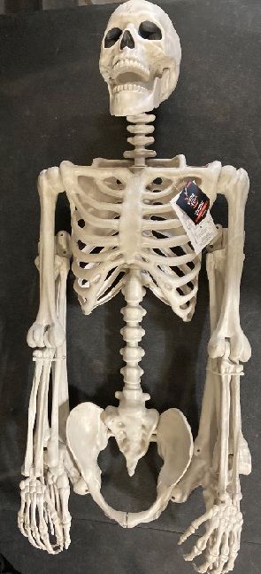 Photo 1 of Full Size Hallow - Posable Skeleton Life Size Skeleton Halloween Decor L Large Skeleton Life Size Skeleton Poseable L Decoration Skeletons for Halloween 