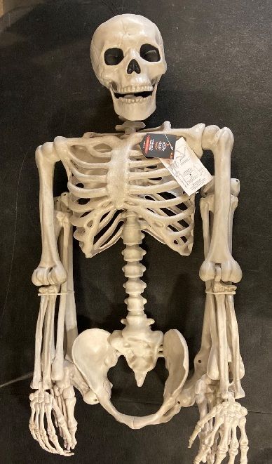 Photo 1 of Posable Skeleton Life Size Skeleton Halloween Decor L Large Skeleton Life Size Skeleton Poseable L Decoration Skeletons for Halloween