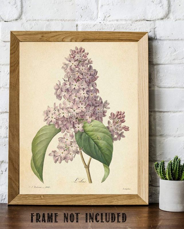 Photo 1 of Vintage French Lilac Flower Botanical - Classic Flower Nature Home and Room Decoration, Purple Flowers Antique Garden Print, Great Farmhouse Gardening Gift Idea, 11x14 Unframed Art Print Poster