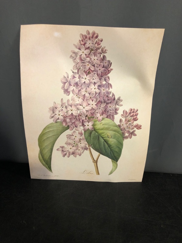 Photo 1 of Vintage French Lilac Flower Botanical - Classic Flower Nature Home and Room Decoration, Purple Flowers Antique Garden Print, Great Farmhouse Gardening Gift Idea, 11x14 Unframed Art Print Poster