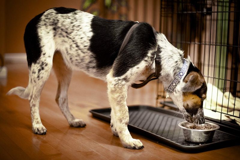 Photo 1 of 2 Pack Multi-Purpose 30x15 Tray with a Bonus Doormat for Boots, Shoes, Plants, Pet Food, Pet Cage, Litter Box. Decorative Large Boot Tray with Lip/Sides for Indoor/Outdoor Entryway