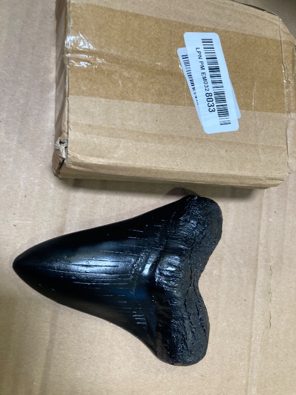 Photo 1 of Prehistoric Planet Store 5.5 Inch Megalodon (Carcharodon megalodon) tooth, Black with Serrations (Replica) #126