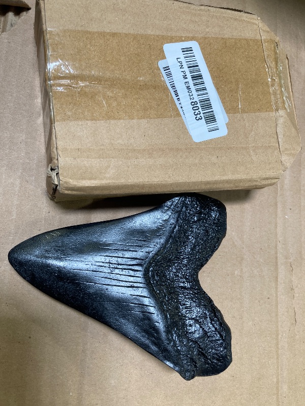 Photo 1 of Prehistoric Planet Store 5.5 Inch Megalodon (Carcharodon megalodon) tooth, Black with Serrations (Replica) #126