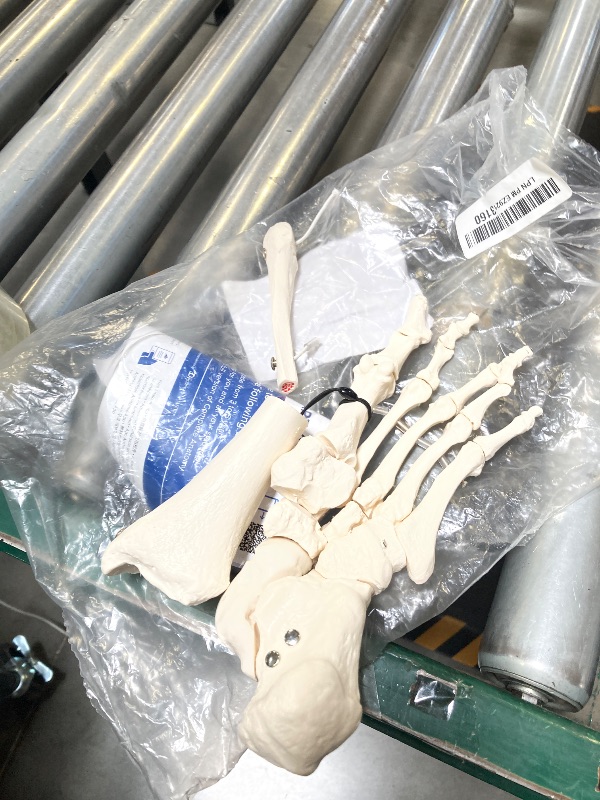 Photo 1 of 3B Scientific A31/1 Foot Skeleton-flexibly w/portions of Tibia- Fibula - 3B Smart Anatomy