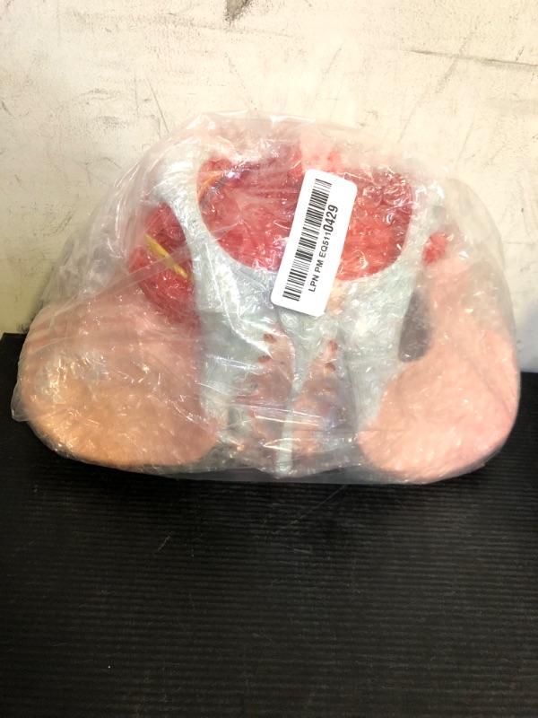 Photo 1 of Benilev Female Pelvis Model with Pelvic Floor Muscles Perineal Model All in One Female Anatomy Model 1:1 Life Size Human Skeleton Medical Science Educational Equipment Anatomy Medicine