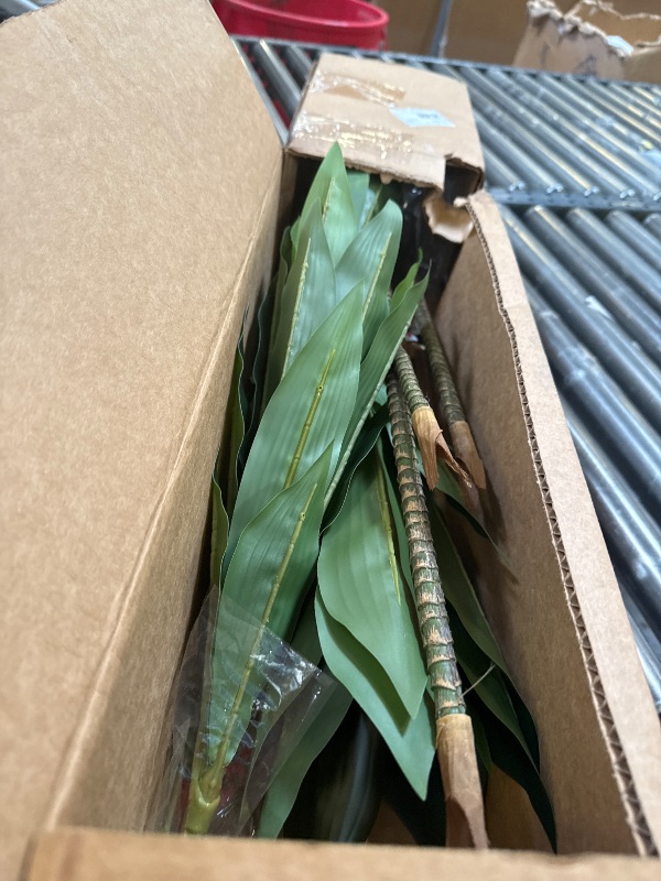 Photo 1 of 4'' dracaena plant