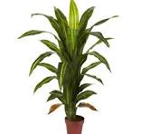 Photo 1 of 4'' dracaena plant