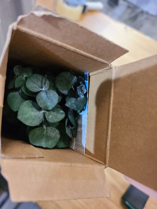 Photo 1 of 10 Pcs Dried Eucalyptus Stems 17" Real Eucalyptus for Shower Hanging 100% Made from Fresh Leaves, Wedding, Home, Farmhouse, DIY Spring Decor Bathroom Decor Home Decor