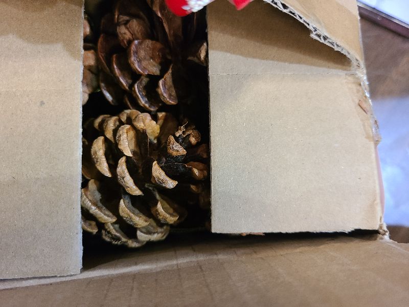 Photo 1 of 12PCS Christmas Pine Cones Ornaments with String 2"-2.3" Natural Medium Pinecone Hanging Ornaments, for Christmas Tree Decoration, Home Holiday DIY Wreath Crafts, Fall Winter Gift Box Decor