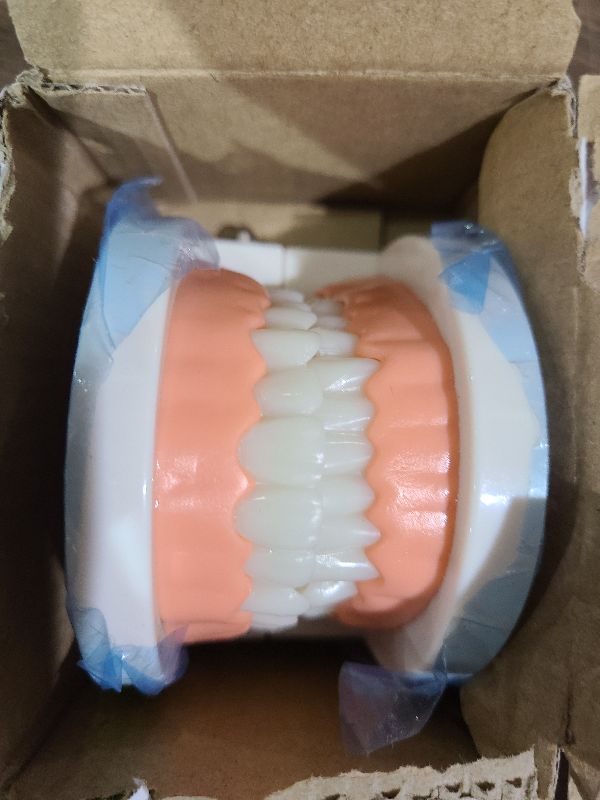 Photo 1 of 1 Pack Standard Teeth Model Adult Standard Typodont Demonstration Denture Model for Kids Dental Teaching, Clean Display, Education, Study (No Wisdom Teeth)(with 2 Fixed Wrench)