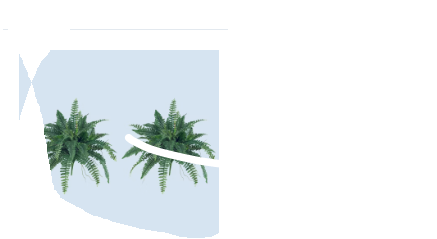 Photo 1 of ***used**nearly natursl -fern shrubbery