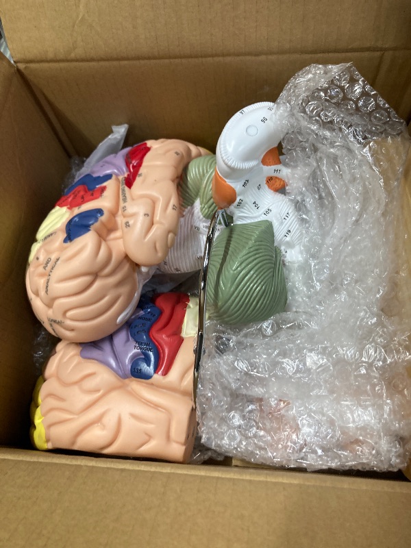 Photo 1 of BEAMNOVA Human Brain Model 2 Times Life Size for Neuroscience Teaching with Labels Anatomy Model for Learning Science Classroom Study Display Medical Model