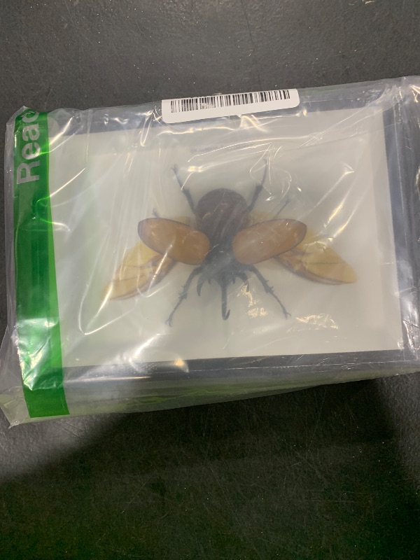 Photo 1 of TAXIBUGS Real 5 Horned Beetle/Eupatorus Gracilicornis Flying Form Taxidermy in Transparent Box Display (Black Wooden Box)