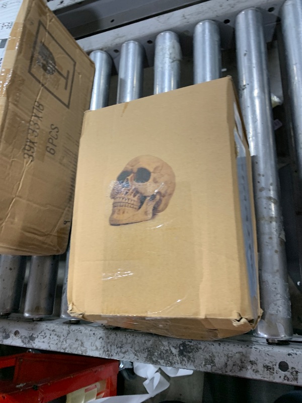 Photo 1 of READAEER Resin Skull, Human Head Model for Home Decoration, Halloween Statue, Human Adult Head Bone Model (White)