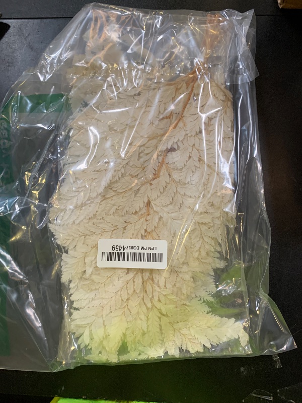Photo 1 of 10PCS Exquisite Assortment of Dried Leaves and Floral Stems - Leaf and Flower Decor, White Eucalyptus, Artificial Fern, Skeleton Leaves for Stunning Decor