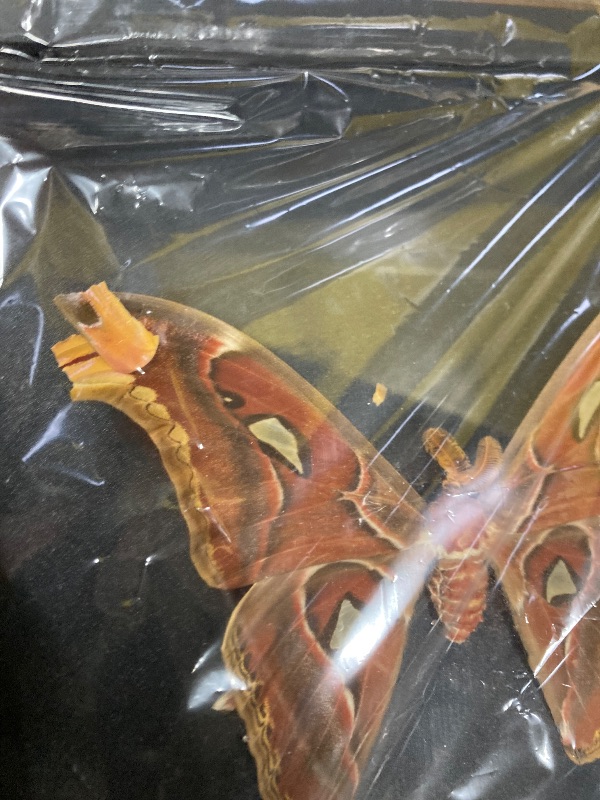 Photo 1 of ***DAMAGE -SELLING AS IS *** Real AtlasMoth Butterfly Dead Insect Dried Bug Lover Shadow Box Gifts for Women Taxidermy Oddity Collectables Specimen Decoration Tabletop Wall Room Art Home Decor Living Gallery K26-35-DE