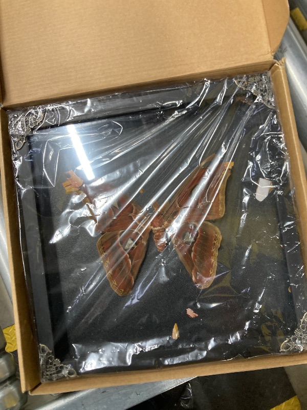 Photo 1 of ***DAMAGE -SELLING AS IS *** Real AtlasMoth Butterfly Dead Insect Dried Bug Lover Shadow Box Gifts for Women Taxidermy Oddity Collectables Specimen Decoration Tabletop Wall Room Art Home Decor Living Gallery K26-35-DE