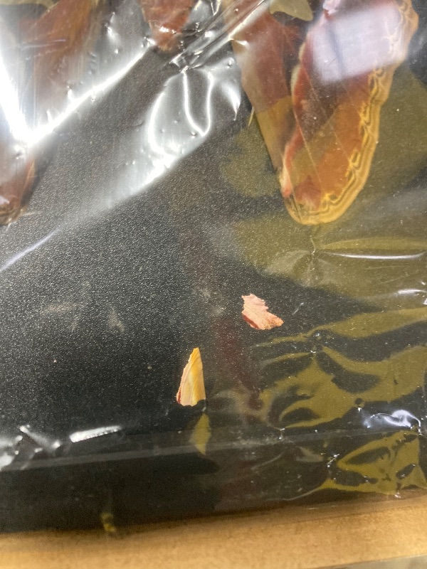 Photo 1 of ***DAMAGE -SELLING AS IS *** Real AtlasMoth Butterfly Dead Insect Dried Bug Lover Shadow Box Gifts for Women Taxidermy Oddity Collectables Specimen Decoration Tabletop Wall Room Art Home Decor Living Gallery K26-35-DE